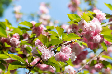 Blooming sakura branch in Belgrade Botanical Park