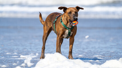 dog on the beach having fun