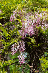 Blooming wisteria in Belgrade Botanical Park