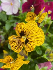 Animals,tigar,horse,butterfly,white,