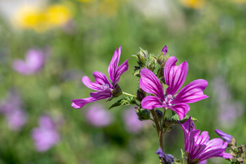 Fototapeta premium Purple flowers close up under bright sun