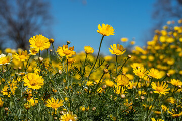 Field of daisies under the bright sun