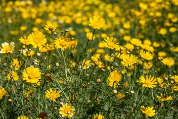 Field of daisies under the bright sun