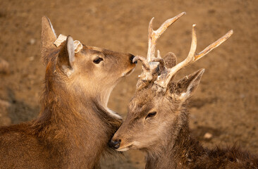 Two sika deers communicating