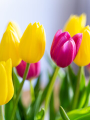 Yellow and Pink Tulips