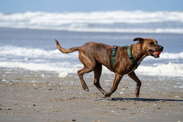 dog on the beach having fun