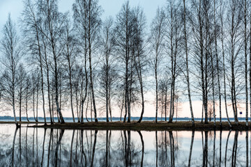 landscape with a flooded lake, dark silhouettes of trees in the backlight, reflections of trees in...