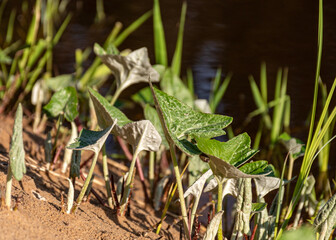 the first green plants of spring, the harbingers of spring, the first greenery in nature