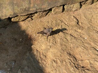 flowers,plants,nature,red,green,yellow,animal,horse