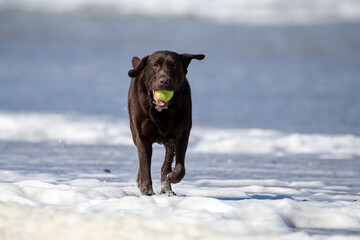 labrador dog on the beach close up running in the sea