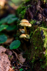 Mushrooms sprouting from old tree stump in Ceahlau Mountain, Piatra Neamt, Romania