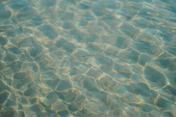 Shallow water near the beach on a sunny day