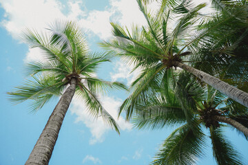 Low angle of palm trees on a sunny day