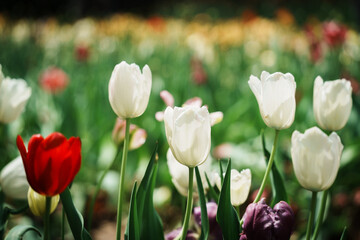 Scenic view of tulip flowers growing in a garden in spring