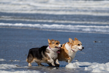 welsh corgi pembroke puppy running on a beach in the sea on a sunny day
