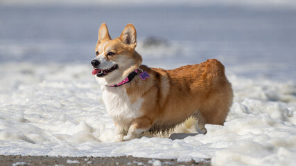 welsh corgi pembroke puppy running on a beach in the sea on a sunny day
