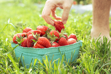 Basket of strawberries just picked at strawberry farm