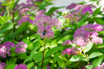 bees and bumblebees on large inflorescences with bright pink, bright crimson flowers, spirea Japanese leafy bush with cherry-brown shoot, summer