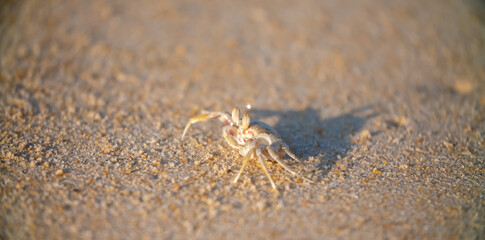 A crab on the beach is running on the white sand. Exotic animals in the resorts of tropical...