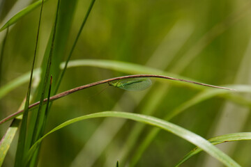 Closeup on a common green lacewing, Chrysoperla carnea, sitting in the vegetation