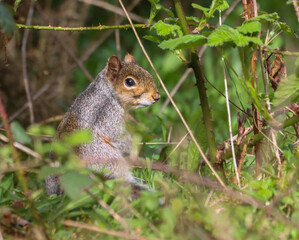 Small squirrel surrounded by bushes and grass in a woodland setting