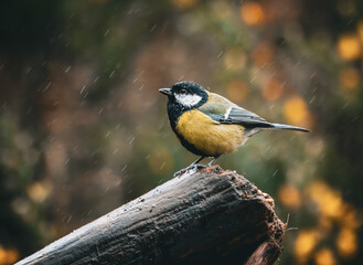Great tit bird perched on a rainy tree branch outdoors