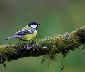 Great tit perched on a moss-covered branch