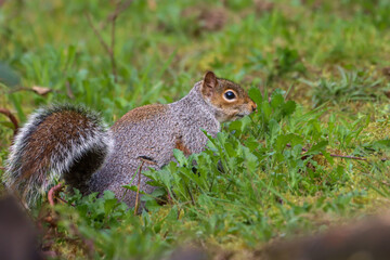 Small squirrel surrounded by bushes and grass in a woodland setting