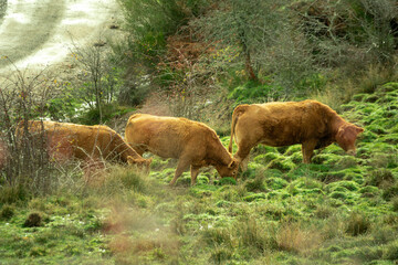 Scenic view of cows grazing on a grassy hillside with shrubs