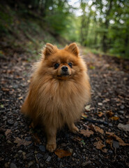 Vertical shot of a charming Pomeranian dog in a woodland setting