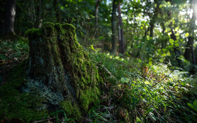 Closeup shot of a moss-covered tree trunk in a lush forest