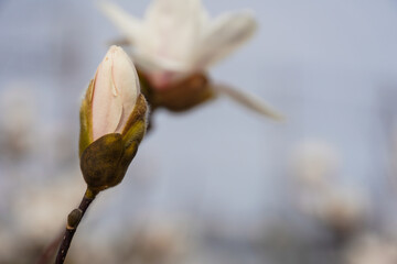 star magnolia flower buds on blurry background