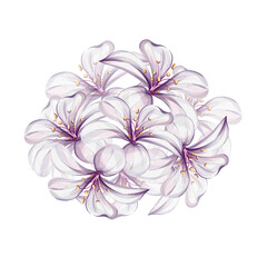 Watercolor pattern of bloom bouquet lily Romantic springtime flower in vintage style. For design, logo, postcards, wedding, textile, greeting cards. Isolated. Elegance retro botanical illustration