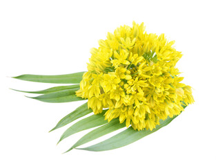 Allium moly yellow golden lily leek garlic flowers in bloom, beautiful ornamental garden springtime flowering plant on isolated white background