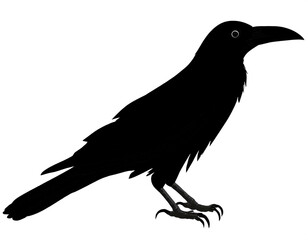 Fototapeta premium schwarze Silhouette Kontrast Rabe isoliert auf weißen Hintergrund, Freisteller 