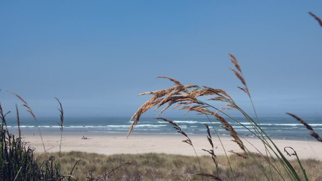 Closeup footage of wild plants on coastal dune moving by light wind on a sunny day