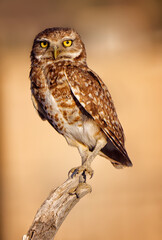 Burrowing owl perched on a tree branch