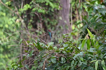 bird on the branch