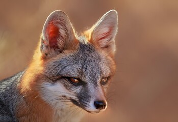 Fox staring over some dry grass in the sun