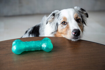 Australian shepherd wants to play with its toy. The dog brings a rubber bone and offers to play....
