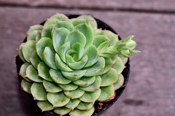 Fototapeta premium Closeup of an Echeveria 'Lime 'n chile'