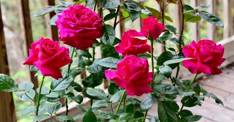 Hybrid tea in a pot on a home's porch deck