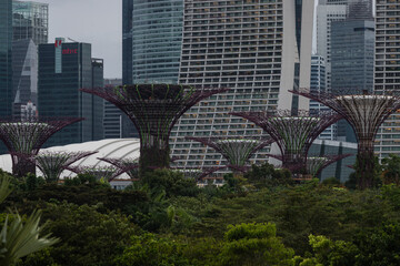 Fototapeta premium In a row beside buildings and trees: Singapore