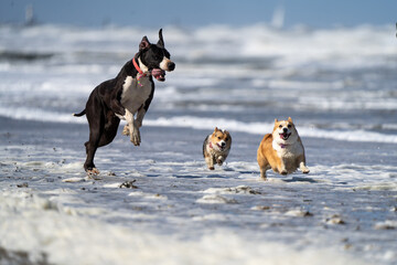 welsh corgi pembroke puppy running on a beach running with a great dane, very funny look.
