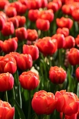 Field of blooming colorful tulips under the sun