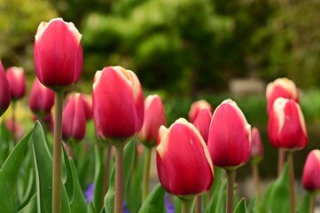 Field of blooming colorful tulips under the sun