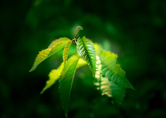 Close-up of a green leaf with the sun's rays shining on it