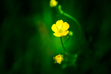 Close-up of a green leaf with the sun's rays shining on it
