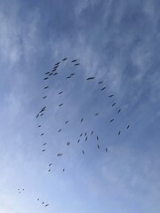 Birds in a circular formation in a clear blue sky,