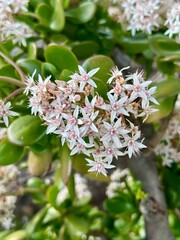 Beautiful white flowers blooming on a lush bush